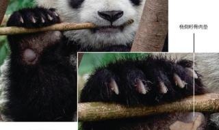大熊猫为什么能存在800万年 大熊猫吃竹已有600万年